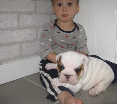 House raised english bulldog pups