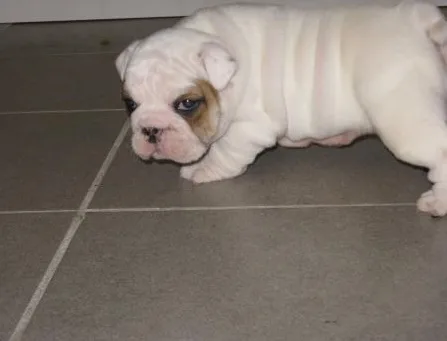 Adorable little scotte english bulldog