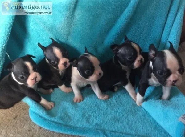  boston terrier puppies for freeadoption