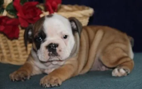 Fantastic quality english bulldog puppie