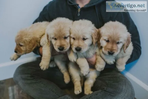 Golden retriever welpen m/w op