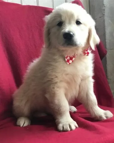 Pure breed golden retriever puppies 