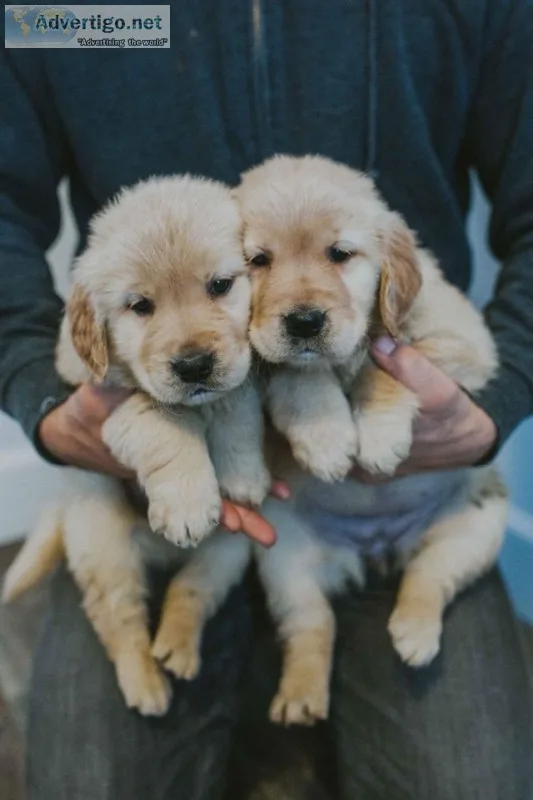 Golden retriever welpen