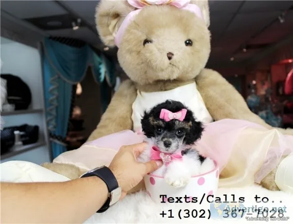 Cute poodle puppies for sale
