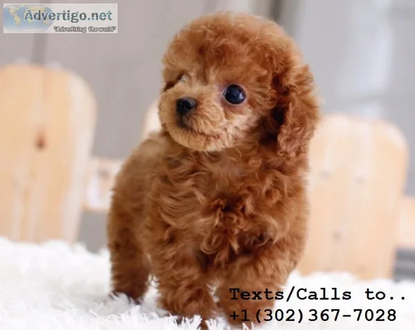 Home raised poodle puppies available