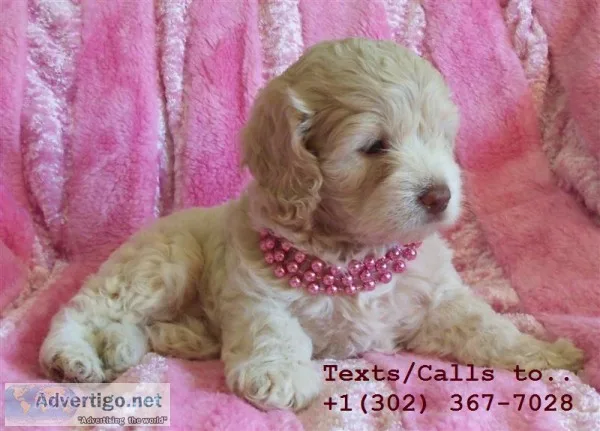 Beautiful toy and standard poodle pups