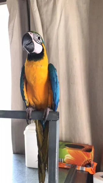 Blue and gold macaw 2 years old