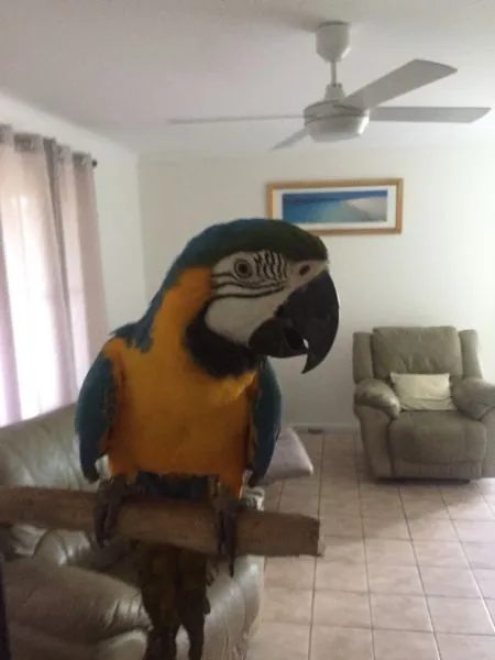 Blue and gold macaw 2 years old