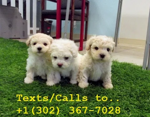 Eye catching poodle pups for sale