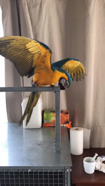 Blue and gold macaw 2 years old