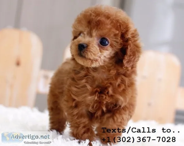Gorgeous m/f poodle puppies for sale