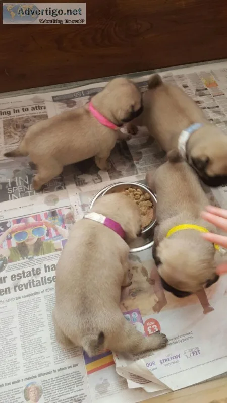 Playful pug puppies