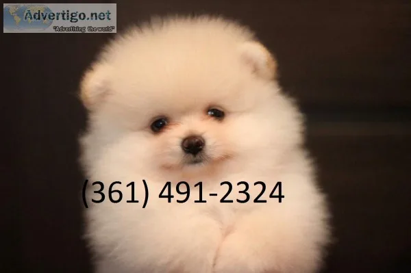 7 pomeranian pups