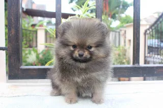 Purebred pomeranian puppies available