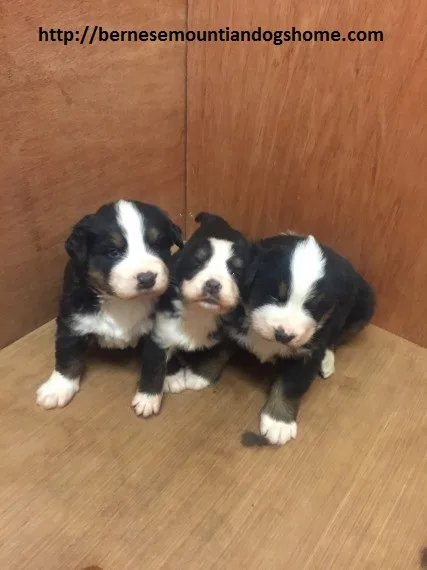 Bernese mountaindog