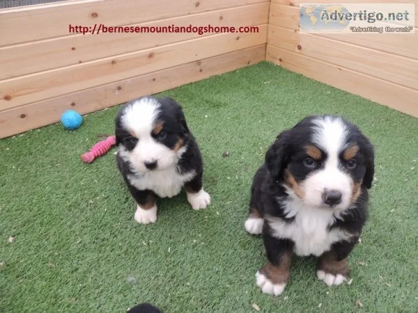 Adorable bernese mountiandog puppies for