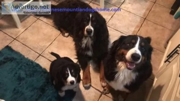  bernese mountiandog puppies for sale