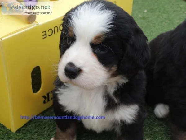 Bernese mountain dog bernese mountain do