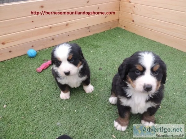 Bernese mountaindog