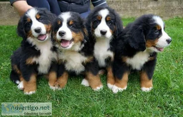 Dogs, puppies, animal, cats, 