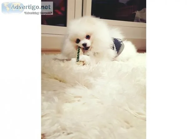 Puppy