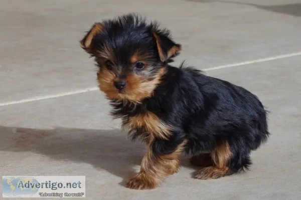 Adorable teacup yorkshire terrier puppie