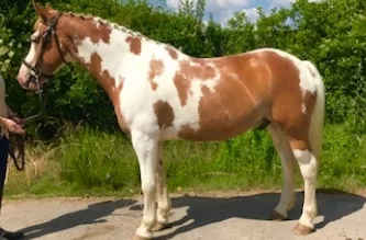 Family safe trail horse