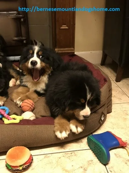 Adorable bernese mountiandog puppies for