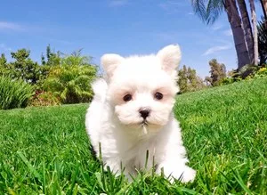 Stunning maltese puppies
