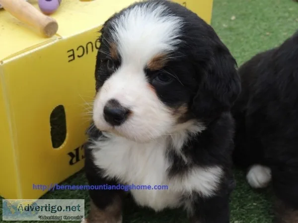  classic bernese mountiandog puppies 