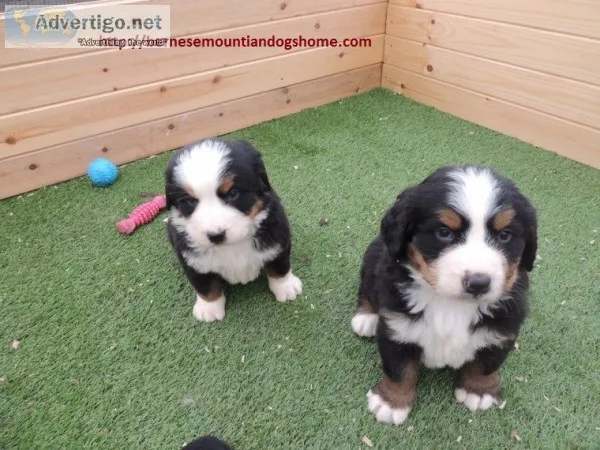 Dogs, puppies, 
