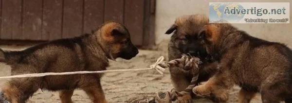 German shepherd puppies ready