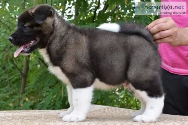 Chunky akita puppies for sale