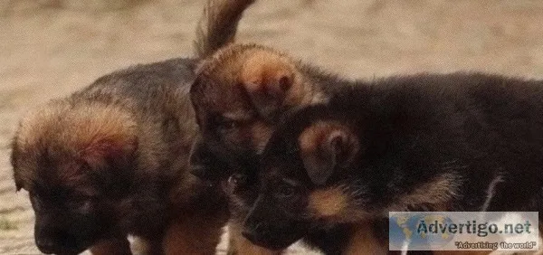 German shepherd puppies ready