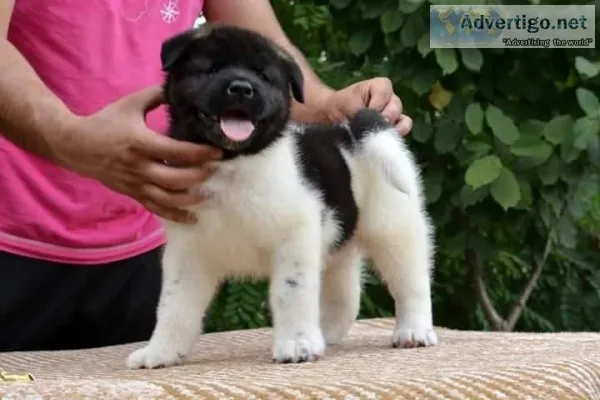 Chunky akita puppies for sale