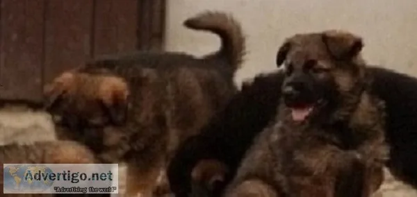 German shepherd puppies ready