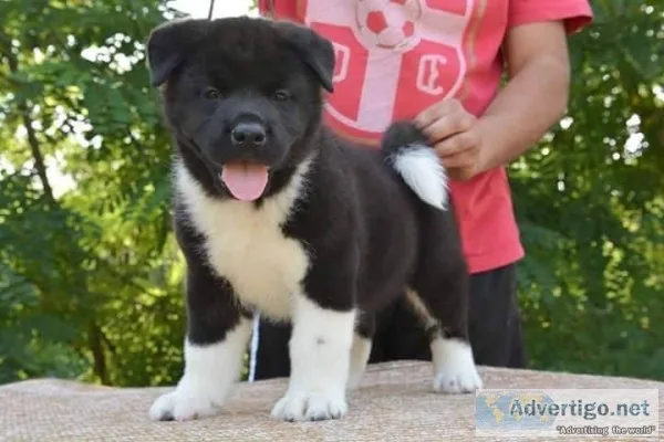 Chunky akita puppies for sale