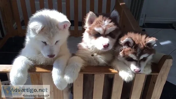 Purebred siberian husky puppies for sale