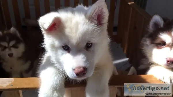 Purebred siberian husky puppies for sale