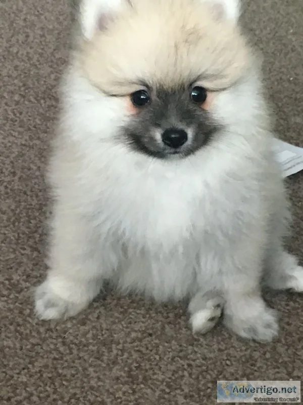 Gorgous pomeranian puppy for adoption