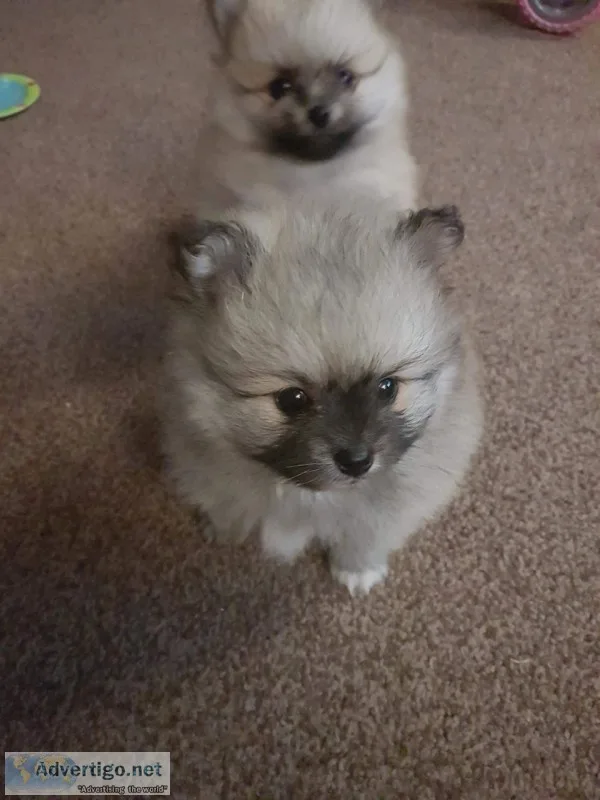 Gorgous pomeranian puppy for adoption