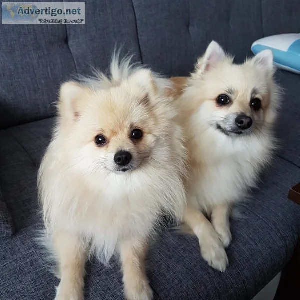 Gorgous pomeranian puppy for adoption
