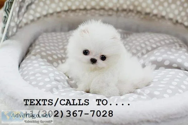 Sweat baby face pom puppies for sale