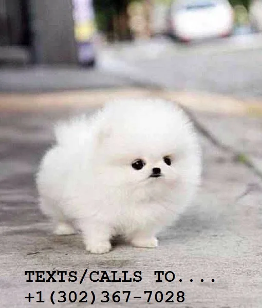 Cute m/f tea cup pom puppies for sale