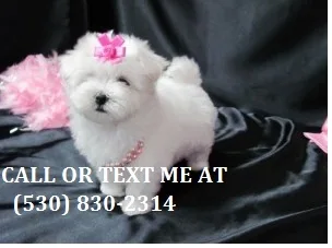 Lkmhtty gentle maltese puppies for sale 