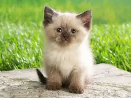 Pet medications