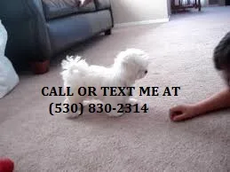 Fdfgtr remarkable maltese puppies for sa