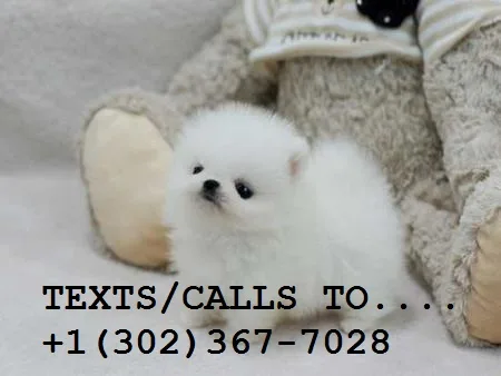  micro teacup pomeranian pups for sale