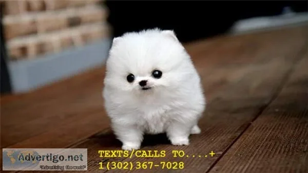  miniature toy pom puppies for sale 