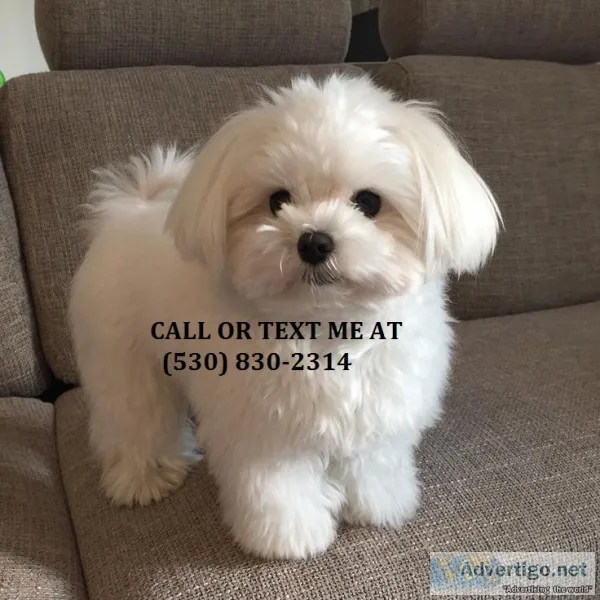Sdfsdft male/female maltese pups for sal